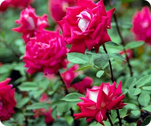 How to Plant Bareroot Roses