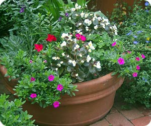 How to Plant a Color Bowl