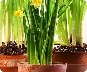 How to "Force" Bloom Bulbs