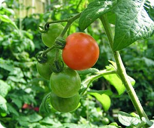 How to Grow Tomatoes