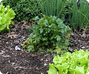 How to Grow Vegetables