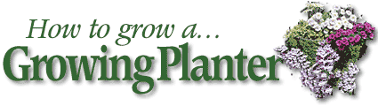 How To Grow A Growing Planter