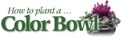 Plant a Color Bowl