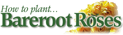 How To Plant Bareroot Roses