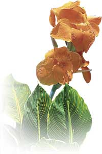 Tropicanna Gold? Canna